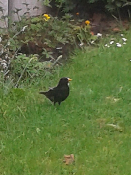A blackbird winked at me - Page 1 - All Creatures Great & Small - PistonHeads