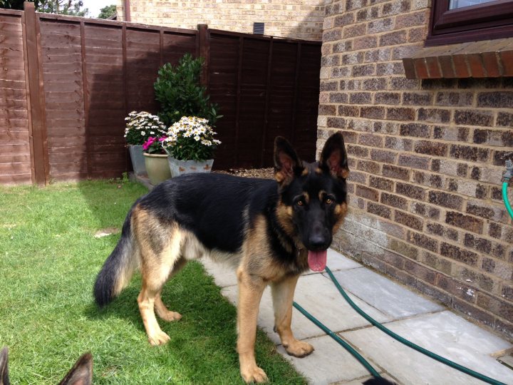 A dog that is standing in the grass - Pistonheads - The image features a large German Shepherd standing on a grassy area near a building that appears to have a brick wall. The dog's coat is black and tan, and it has a pink tongue hanging out. There are flower pots, filled with blooming plants, placed against the wall. A water hose is coiled on the ground, suggesting recent use. The sky is overcast, casting a soft light over the scene.