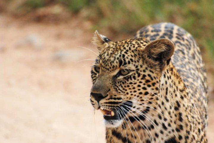 Pistonheads - The image portrays a close-up of a leopard's face in its natural environment. The leopard is prominently featured, taking up a significant portion of the frame, with its gaze directed slightly to the left. Its fur appears a typical leopard pattern with black patches and lighter brown markings. The animal's whiskers are clearly visible along the edges of its face. The ambient lighting suggests it might be daytime or that the photo is exposed in such a way that details are visible. The background is blurred, indicating a shallow depth of field, but it appears to be an outdoor setting with vegetation, possibly a forested area.