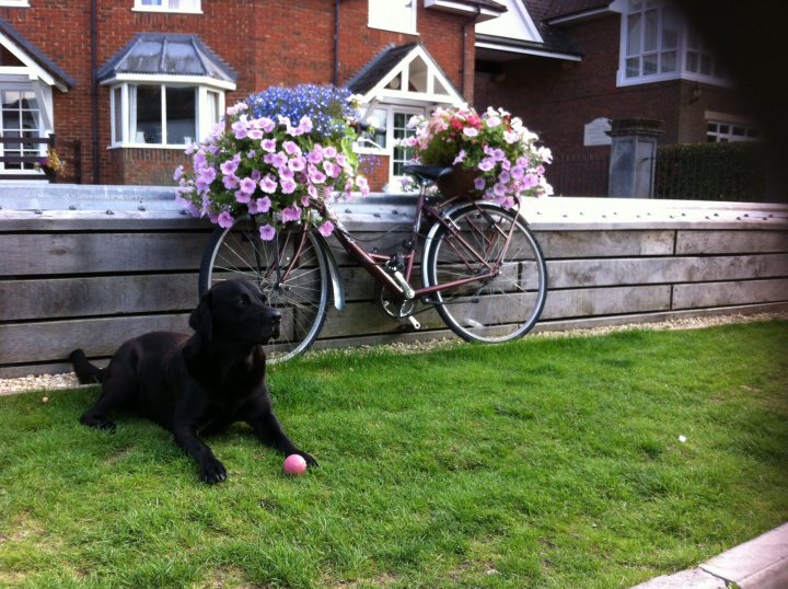 Post photos of your dogs vol2 - Page 149 - All Creatures Great & Small - PistonHeads - In the image, a black dog is sitting comfortably on a lush green lawn, its attention captured by a pink ball. The dog is in close proximity to a bicycle, which is leaning against a wooden fence. Above the dog and bike, two flower baskets are hanging off the fence, adding a touch of color and life to the scene. The wooden fence runs along the lawn, dividing it from the road. The overall atmosphere of the image is peaceful and serene, with the objects and elements placed harmoniously within the scene.