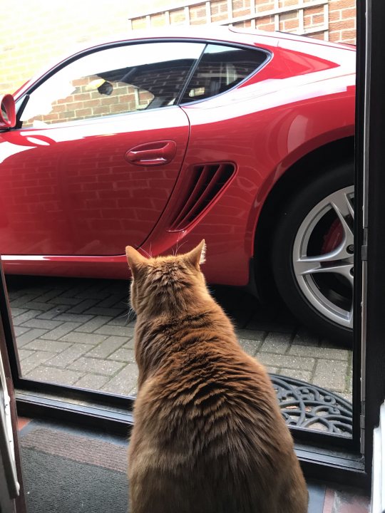 It's Caturday- Post some cats (vol 3) - Page 278 - All Creatures Great & Small - PistonHeads UK