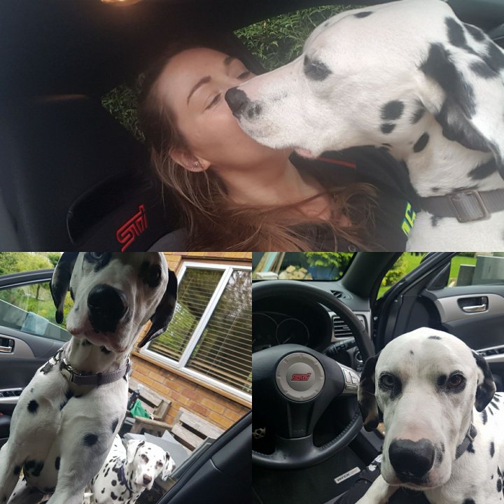 Post photos of your dogs vol2 - Page 1 - All Creatures Great & Small - PistonHeads