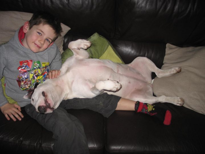 MISSING....!!! - Page 1 - Herts, Beds, Bucks & Cambs - PistonHeads - The image captures a heartwarming moment of a young child and a white dog on a couch. The dog, ruffled up with its belly exposed and paws in the air, is relaxing, possibly playful, in a cozy bean bag chair. The child, likely a little boy, seems content as they let the dog sprawl out next to him on the couch. He's casually dressed with a gray hoodie adorned with a cartoon logo on its chest. The contrast between the child's casual attire and the dog's playful pose adds to the overall warmth and candidness of the scene.