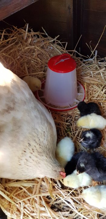 Chickens, now she's done it! (cute chick content) - Page 2 - All Creatures Great & Small - PistonHeads