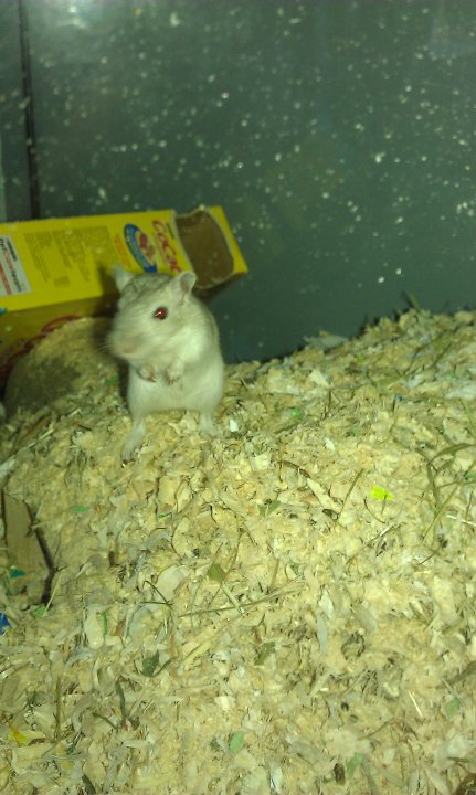 Diggingtunnelling Pistonheads Substrate Gerbils - The image features a of cream and white color. The mouse is standing tall on the floor of the cage, which is covered with shavings, likely made of wood. There is a hint of a cardboard box to the left side of the cage, adding texture to the background. The overall scene suggests a pet's habitat.