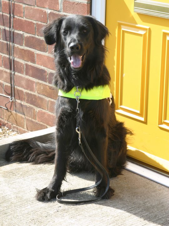 My Puma - Page 1 - Readers' Cars - PistonHeads - The image captures a black dog with a sleek fur and floppy ears, sitting patiently on the sidewalk. It's wearing a vibrant yellow vest, which stands out against its dark fur, signaling its readiness for an outing or walk. A red leash is securely tied to the dog's collar, adding a pop of color. The dog is positioned next to a bright yellow door, which adds to the cheerful scene. The backdrop of a brick wall adds an urban touch to the image.