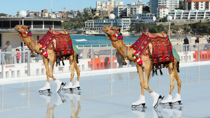 The camera can capture some fantastic moments IV - Page 498 - Photography & Video - PistonHeads - The image shows a scene with three camels painted to resemble horses. These decorative camels are wearing saddles and have saddle blankets on them, enhancing their horse-like appearance. They are standing in front of what appears to be an ice rink or a frozen water surface where people are skating. In the background, there is a cityscape with buildings visible, suggesting that this might be an urban area. The overall atmosphere suggests an event or celebration where camels are part of the entertainment or decoration.