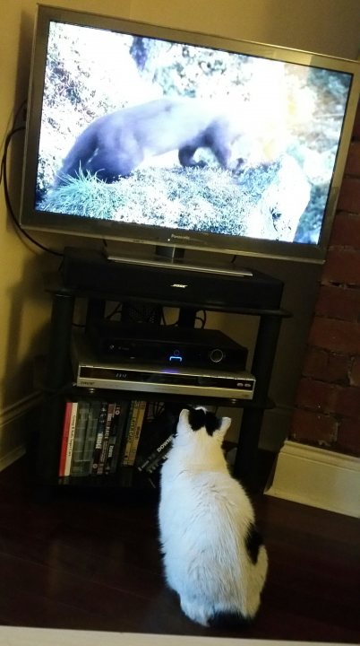 Do your pets watch TV? - Page 1 - All Creatures Great & Small - PistonHeads