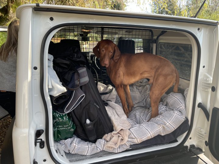A dog sitting in the back of a truck - Pistonheads