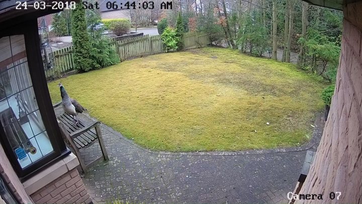 Stuff caught on your home CCTV - Page 1 - Homes, Gardens and DIY - PistonHeads