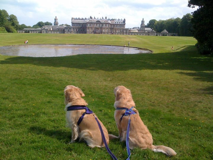 A couple of dogs that are standing in the grass - Pistonheads - The image captures a serene moment in the park, featuring two dogs sitting on the grass in foreground. The grass is a lush green, providing a refreshing contrast to the overcast sky. In the distance, a large, ornate building with a clock tower stands as the focal point of the scene, adding an element of architectural interest. The dogs, one of them wearing a blue leash, are staring at the building, perhaps intrigued by the structure or perhaps simply enjoying the view. The overall scene feels calm and peaceful, with a hint of storytelling as the dogs seem to be in a quiet conversation about the majestic building.