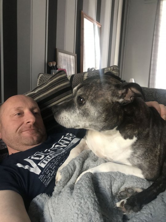 Staffies.. - Page 8 - All Creatures Great & Small - PistonHeads