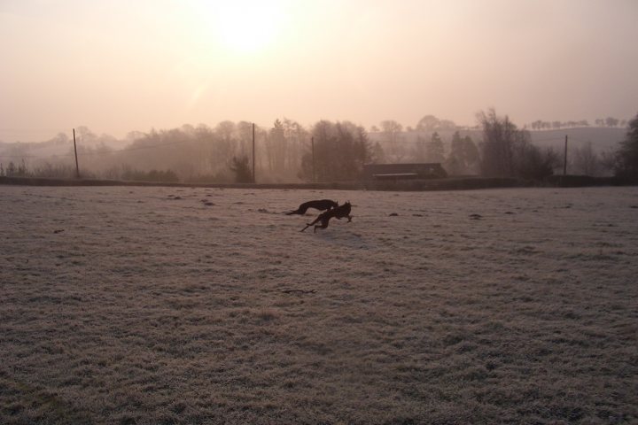 Action Pistonheads Shots Animal - This image captures a serene rural scene set at dawn or dusk. The sky is a mix of purple and orange hues, suggesting either sunrise or sunset. In the foreground, two dogs are engaged in playful action, with one dog pouncing towards the other. The half-frozen field they're in is bathed in this warm-toned light, contributing to the tranquil atmosphere of the photograph.