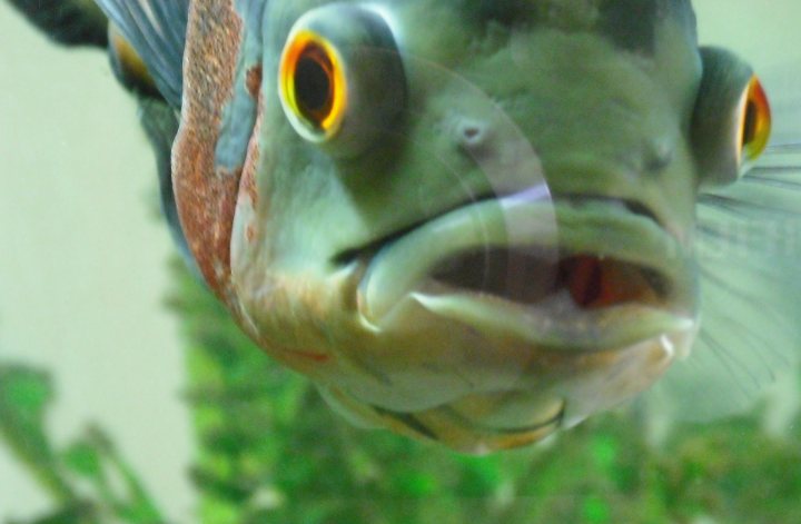 Pistonheads Tank Fish Pick