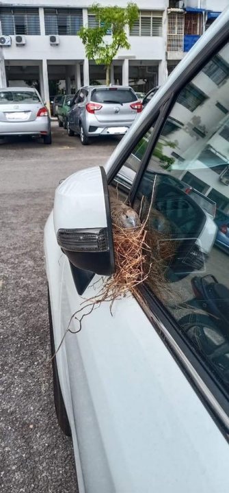 Juvenile things that make you snigger vol 2 - Page 361 - The Lounge - PistonHeads - The image shows a car from the back, with an open trunk door. There is a large bird's nest on top of the trunk lid, suggesting that this might be a common resting or breeding spot for birds in this area. The car is parked in what appears to be a parking lot with other vehicles in the background. The image has a unique overlay that resembles a wall, creating an illusion that the car and its surroundings are part of an artistic piece rather than an ordinary photograph. This creative framing adds a layer of depth and interest to the image.