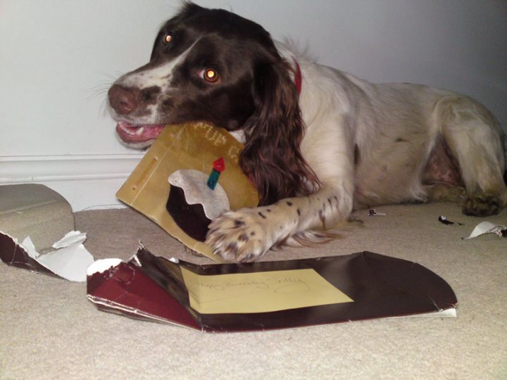 Springer Spaniel Pups  - Page 1 - All Creatures Great & Small - PistonHeads - The image shows a dog lying on a carpet with its front paws extended outward. It is holding a torn piece of wrapping paper, which appears to be torn open further than the dog is currently holding it. The dog's mouth is slightly open, and it seems attentive with its head tilted towards the paper. There's an open greeting card with some writing on it lying on the floor nearby the dog. The dog's body language suggests it may be tired or relaxed, and the overall setting is a home environment.