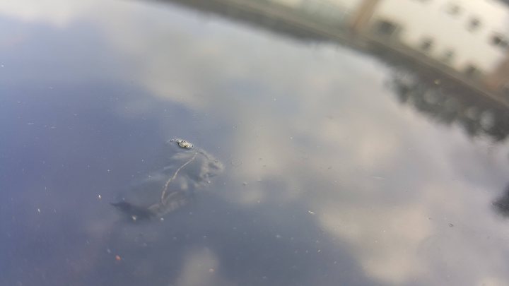 Paint bubbling on my car in random places - Page 1 - General Gassing - PistonHeads