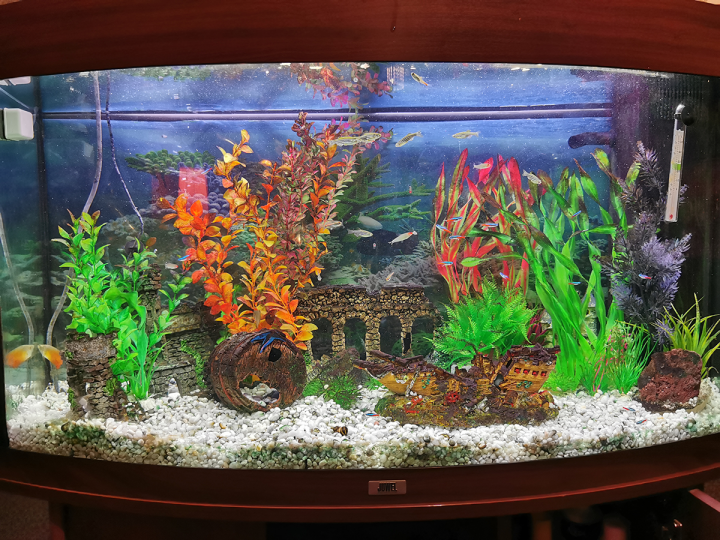 Show me your aquarium - Page 18 - All Creatures Great & Small - PistonHeads UK