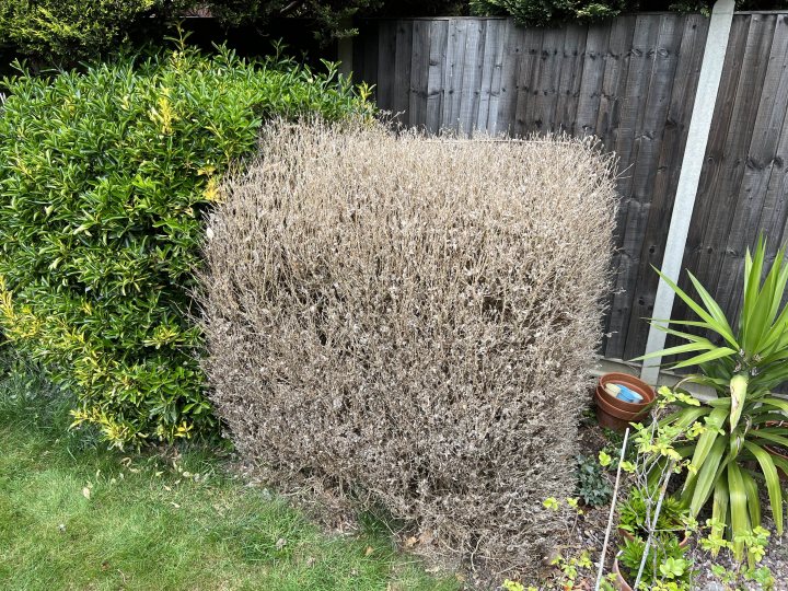 Caterpillars killed my bush. What now? - Page 3 - Homes, Gardens and DIY - PistonHeads UK
