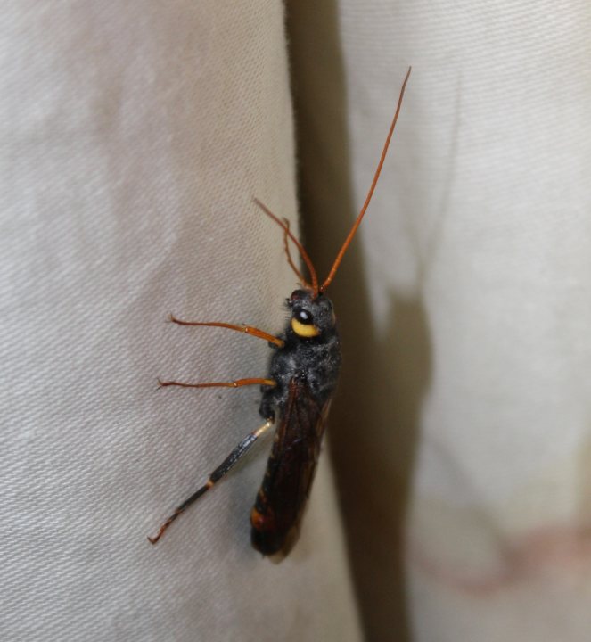 Nasty Insect Pistonheads - The image shows a close-up of a small insect, likely a type of bee or fly, perched on a white fabric background. The insect has black and orange striped legs and a distinctive long antenna on top of its head. Its body is mostly black with some orange details around the edges and underside. The focus of the image is on the insect, illustrating its fine details and colors. The background is out of focus, which helps to draw attention to the insect.