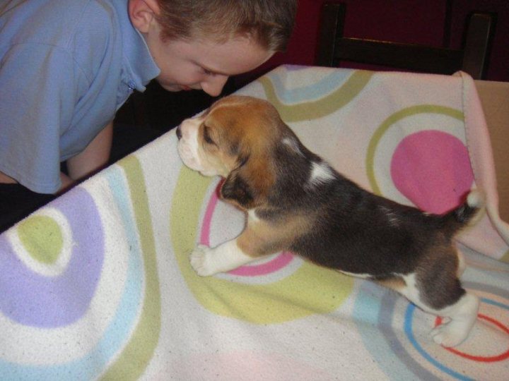 About to get a Beagle pup - Page 1 - All Creatures Great & Small - PistonHeads - The image shows a young boy leaning over a bed with a white bedspread. He is wearing a blue shirt and appears to be touching the young puppy that is standing on the bed. The bedspread has a playful design with circles in different colors. The puppy is sitting and appears curious or interested in what the boy is doing. The setting suggests a home environment, with the boy's arm hanging down as he interacts with the puppy.