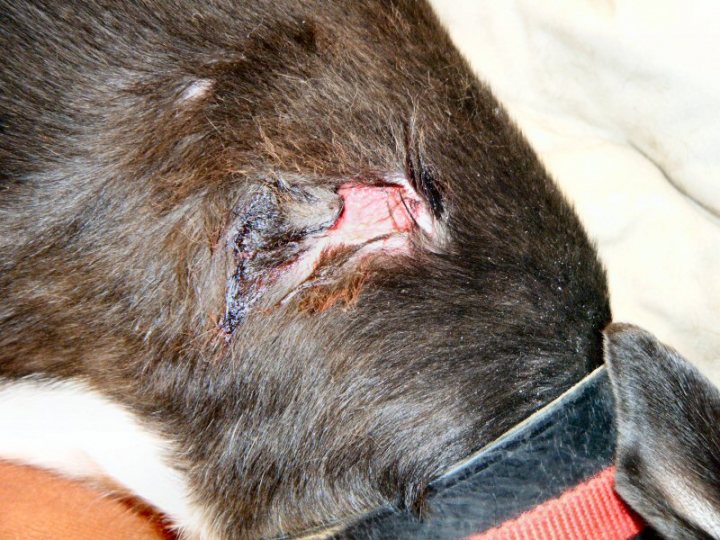 Dog Pistonheads Injured