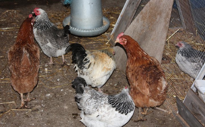 Hen-pecked - Page 1 - All Creatures Great & Small - PistonHeads - The image shows a flock of nine chickens in what appears to be their coop or enclosure during the evening or night. They are gathered in a tight circle around a metal feeding bowl. The chickens are of various shades of brown and white, suggesting they are hens. Two chickens at the far end of the enclosure are facing away from the camera, and one is perched on the edge of the enclosure. The ground beneath them is bare and there are feather dust on the surface, indicating they have been in the area before the photo was taken.