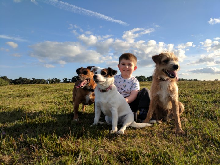 Post photos of your dogs (Vol 3) - Page 23 - All Creatures Great & Small - PistonHeads - The image captures a delightful outdoor scene, with a young boy and three different breeds of dogs. The boy is seated on the grass, flanked by two large brown dogs, one white and one tan. They all seem to be enjoying the sunny day amidst lush green fields under a partly cloudy sky. Their relaxed postures and expressions suggest a sense of companionship and happiness shared between the boy and his canine friends. The background features a expansive field with a clear blue sky suggesting a remote, open space, possibly a dog park or a field with ample room for the dogs to explore and play.