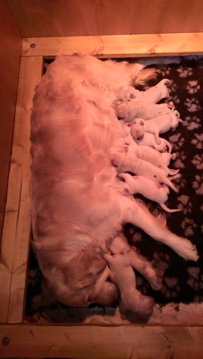 Holly the Golden Retriever - Pregnant! - Page 2 - All Creatures Great & Small - PistonHeads