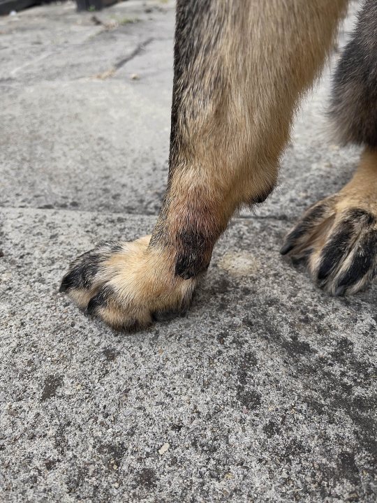 Thoughts on my dogs dewclaw - Page 1 - All Creatures Great & Small - PistonHeads UK