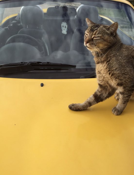 It's Caturday- Post some cats (vol 3) - Page 139 - All Creatures Great & Small - PistonHeads