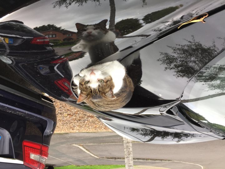 It's Caturday- Post some cats (vol 3) - Page 132 - All Creatures Great & Small - PistonHeads