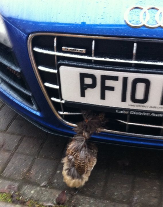 Pistonheads Springwatch - The image features the front bumpers of a blue Audi car. Hanging from the center of the grille, just below the license plate, is a small bird. The bird appears to be either dead or sleeping, with its head resting on the license plate. The license plate is white with the black Audi logo visible at the top. The setting appears to be a street, as suggested by the design of the car and the presence of the license plate.