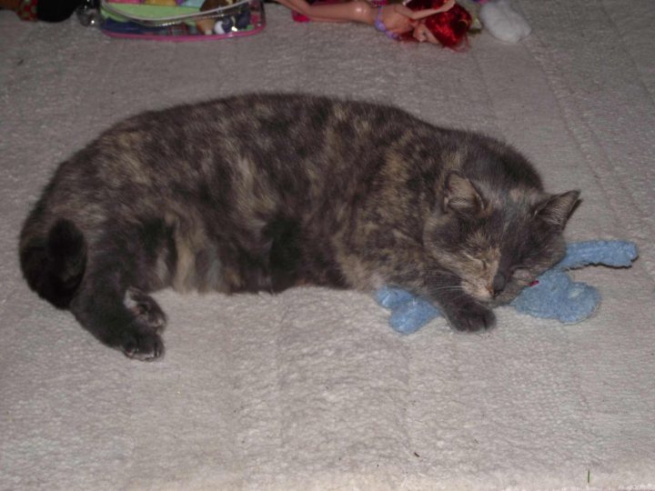 Pistonheads - The image depicts a calico cat lying on a carpet. The cat's fur is tabby, with a mix of grey, black, and orange. It appears to be sleeping or resting with its eyes closed. Next to the cat are several small toys, including what looks like a doll and a blue object that could be a stuffed animal or a toy. The toys are near the cat, indicating that the cat was playing with them before it fell asleep. The carpet provides a soft, warm environment for the cat to rest in. The atmosphere of the image is peaceful, with the inanimate toys and the serene sleeping cat creating a sense of calm.