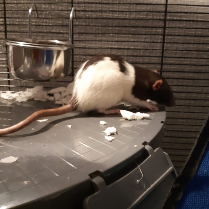anyone here  with a pet rat? - Page 4 - All Creatures Great & Small - PistonHeads
