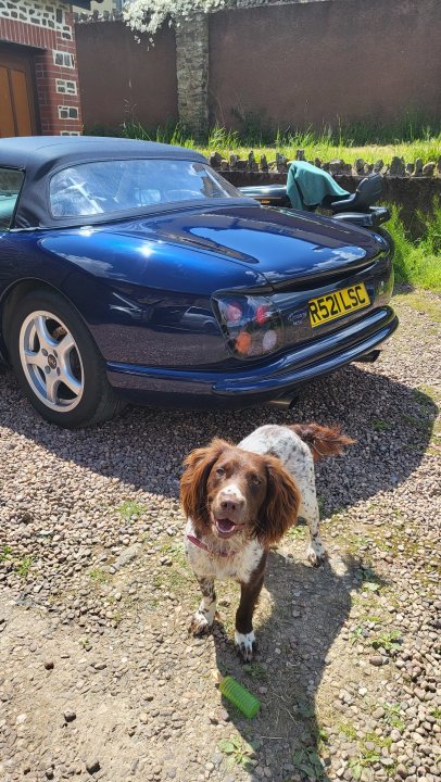 Post photos of your dogs (Vol 5) - Page 71 - All Creatures Great & Small - PistonHeads UK - The image shows an outdoor scene where a dog is standing on a patch of grass in front of a blue car. The car has its top down and appears to be parked on a gravel area with some greenery in the background. In the background, there's also a glimpse of a building with a brick wall and what seems to be a patio or garden area. On the left side of the image, part of another car is visible, suggesting that this scene might be in a parking lot or similar outdoor space. The dog seems content and is looking towards the camera, while the car is positioned as if ready for departure.