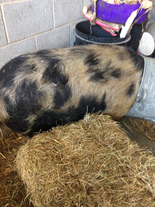 My kunekune escapee  - Page 1 - All Creatures Great & Small - PistonHeads