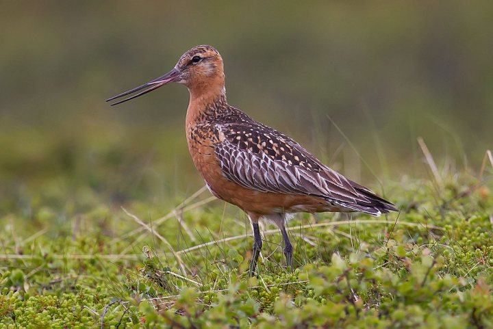 Bar Tailed Godwit - Page 1 - All Creatures Great & Small - PistonHeads - The image showcases a striking bird standing in a grassy field. The bird, with its brown body and wings interspersed with iridescent feathers, is the focal point. Its orange beak is open, possibly calling or singing. The field it stands in is lush and green, dotted with small plants. In the background, a blurred tree stands, providing a sense of depth and richness to the scene. The bird appears to be gazing off into the distance, perhaps keeping an eye out for prey or danger.