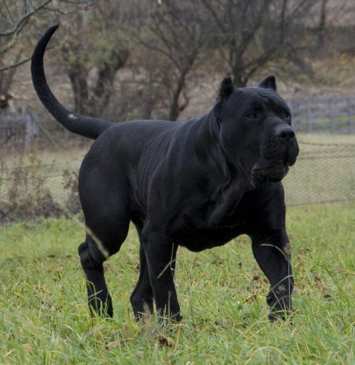 Interesting/rare/exotic dog breeds seen - Page 7 - All Creatures Great & Small - PistonHeads - The image features a majestic black dog standing in a grassy field, with its body facing the camera and its head turned to the side. The dog has a streamlined build, characteristic of dachshund or similar breeds. The dog appears alert and intently focused on something out of frame to the left. The field is lush and green, with patches of brown, possibly indicating a change in season or recent activity in the area. In the background, there's a fence and trees lining the horizon, adding a sense of depth to the image.