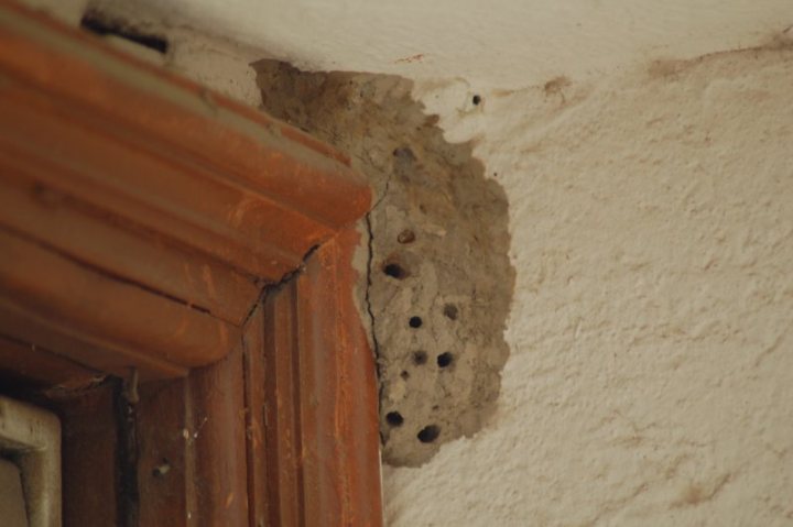 What's this then? - Page 1 - All Creatures Great & Small - PistonHeads - The image captures a close-up view of a wooden window frame. This frame is set against a textured white wall. At the center of the frame, there's visible damage to the wall, specifically a rather substantial hole. Within this hole, we can see 12 small holes, which might suggest a termite infestation or the creation of a simple opening. The frame's wooden grain is visible, adding a natural element to the scene. The window frame is currently unused, and the overall image conveys a sense of aged, unoccupied space.