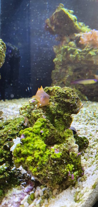 Show me your aquarium - Page 14 - All Creatures Great & Small - PistonHeads
