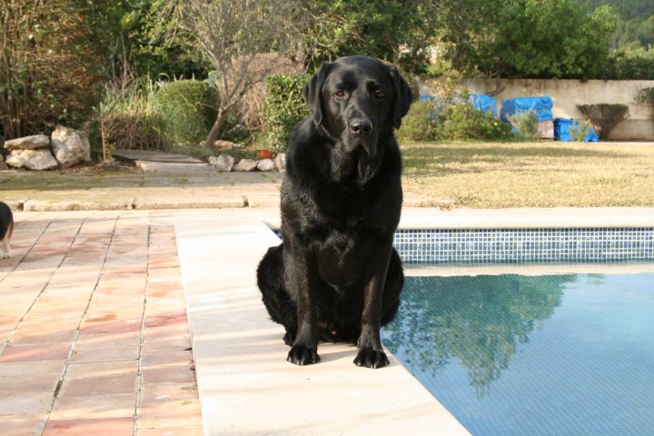 Pistonheads Guardia Civil - In the image, a large black dog is the main subject. The dog is sitting on a cream-colored step near the edge of a blue swimming pool. The pool has small ripples on its surface, indicating it is filled with water. To the left of the frame, there's a smaller dog standing, possibly observing the larger one. In the background, there's a stone wall and a few trees and plants. The scene is a bright day, with the sun casting shadows to the left and right of the dog.