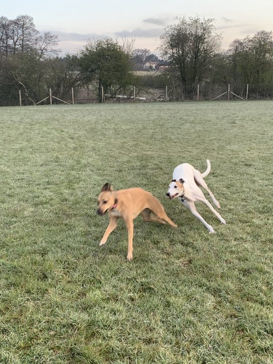 Post photos of your dogs (Vol 4) - Page 322 - All Creatures Great & Small - PistonHeads UK - This is a color photograph featuring an outdoor setting with two dogs in mid-motion. They appear to be chasing each other across a field covered with grass and scattered with debris. The dogs are of different sizes, with one being larger and the other smaller. Both dogs have their heads turned towards one another as they run, which gives a sense of action and playfulness. In the background, there is a fence line and trees that suggest a rural or semi-rural environment. The sky appears to be overcast, suggesting it might be early morning or late afternoon.