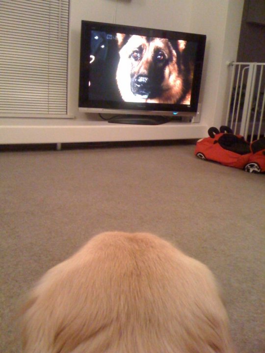 Fav Cats Channelprogram Pistonheads Dogs