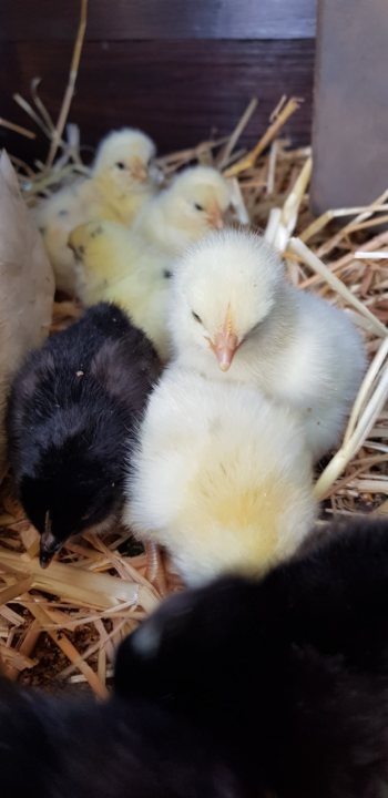 Chickens, now she's done it! (cute chick content) - Page 1 - All Creatures Great & Small - PistonHeads