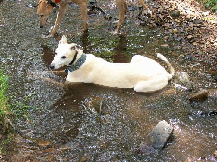 A dog that is standing in the water