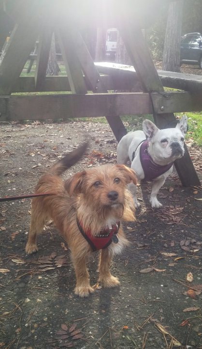 Post photos of your dogs vol2 - Page 302 - All Creatures Great & Small - PistonHeads - In the image, there are two dogs outdoors, tethered by a leash. The dog on the right is white, and the dog on the left has brown, shaggy fur. They are standing on a gravel ground under what appears to be a wooden bench. The environment looks natural and serene, with trees and dirt visible in the background. The dogs seem calm and comfortable, suggesting they are familiar with this location.