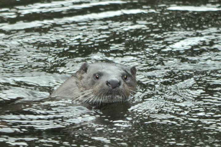 Urban Otters - Page 1 - All Creatures Great & Small - PistonHeads