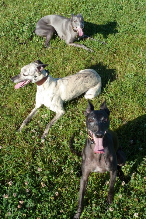 Official Greyhound Rescue Retired Pistonheads