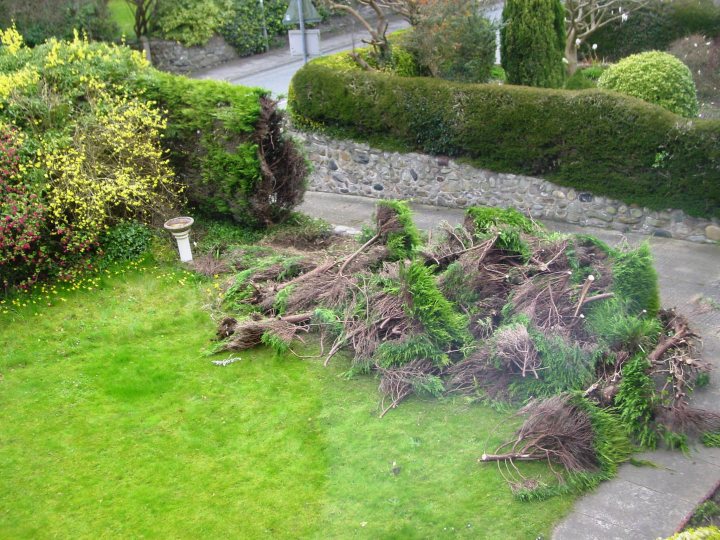 How best to cut down old dead leylandii? - Page 1 - Homes, Gardens and DIY - PistonHeads - The image provides an aerial view of a yard that has been recently landscaped. There is a large pile of brush and trimmings in the middle of the yard, which indicates recent maintenance work. The yard itself is lush and green, contrasting with the pile of dry, brown branches. A stone wall runs along the side of the yard, separating it from a sidewalk that passes by a street on the other side. The overall impression is one of a well-kept garden amidst the daylight.